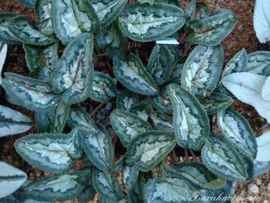 Cyclamen hederifolium 'Narrow leaves'